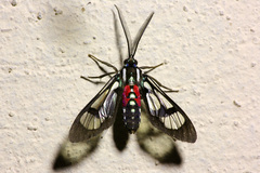 Poecilosoma eone