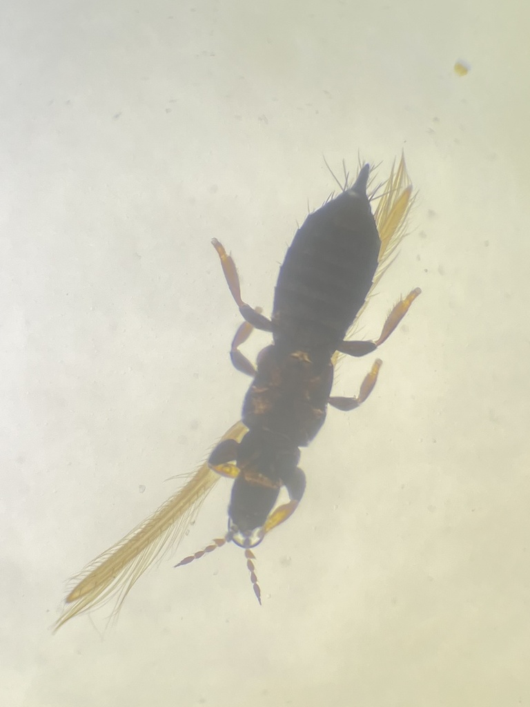 Thrips