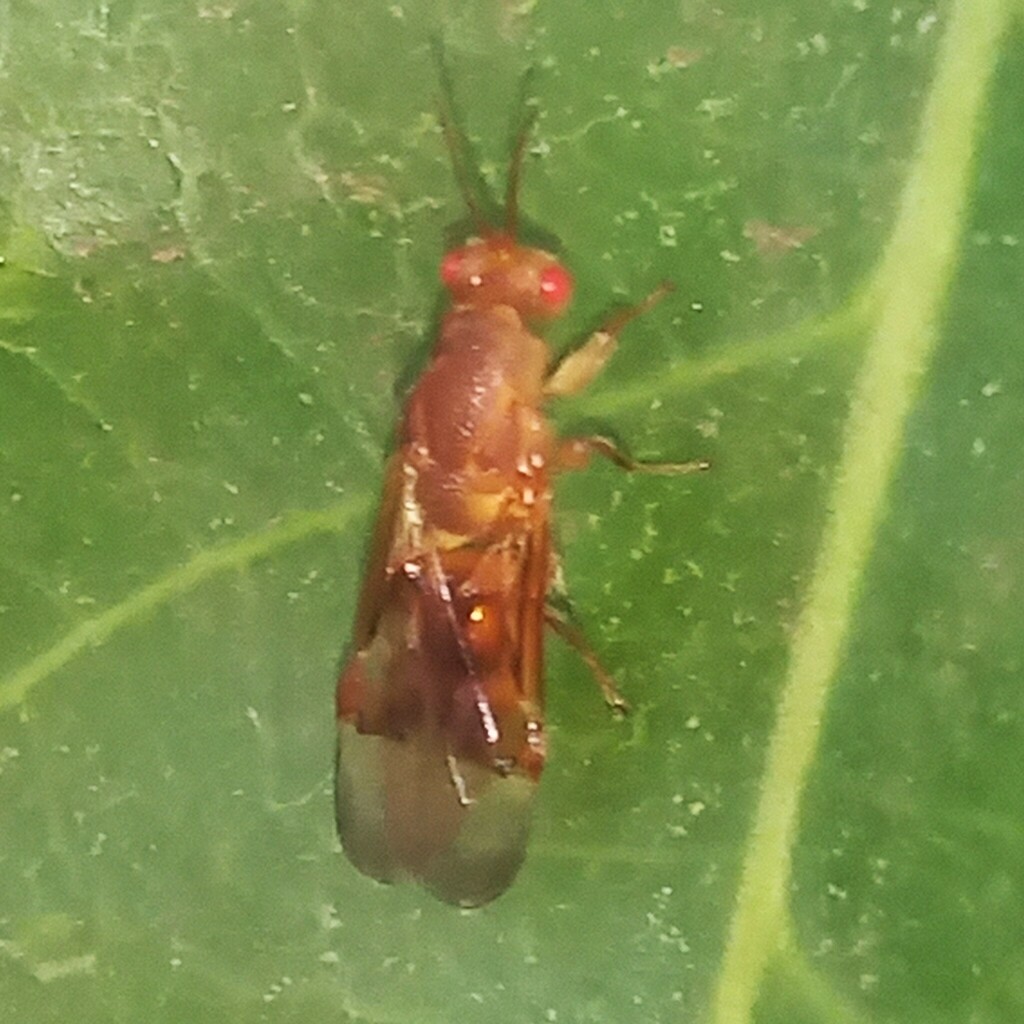Kavayva bodoquenensis