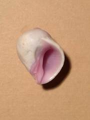 Coralliophila violacea