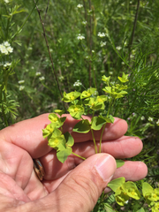 Euphorbia spathulata
