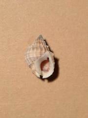 Nassarius conoidalis