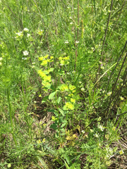 Euphorbia spathulata