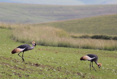 Balearica regulorum regulorum