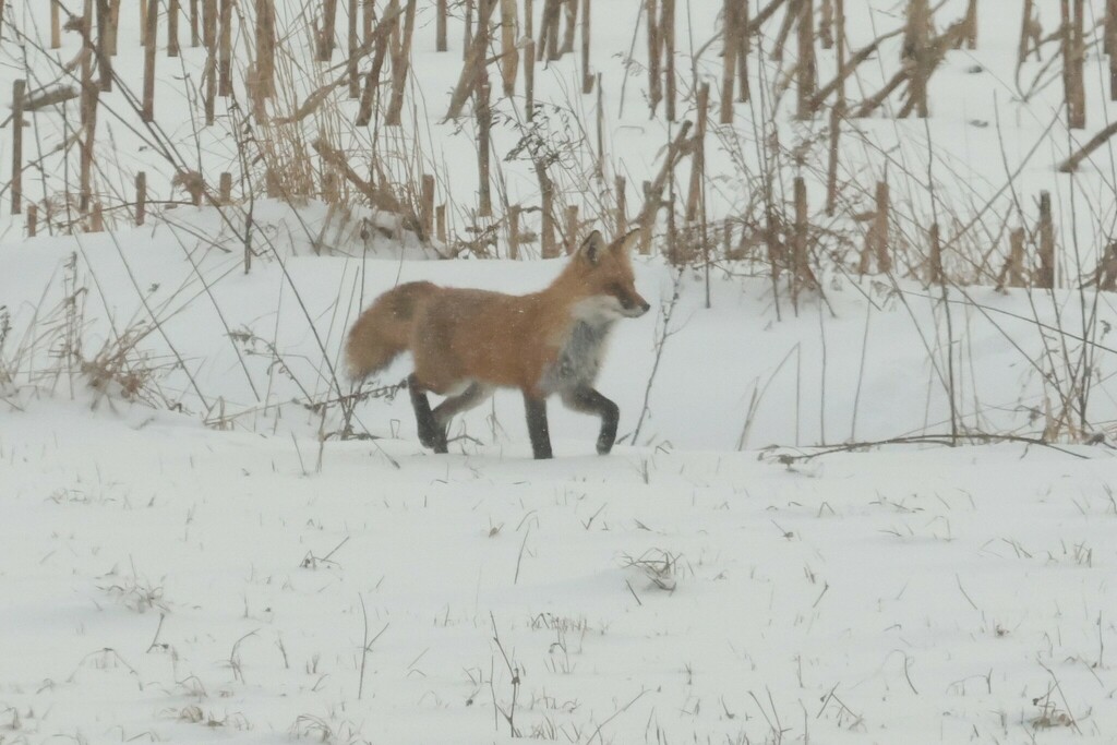 Red Fox In January 2024 By Mistycal INaturalist   Large 