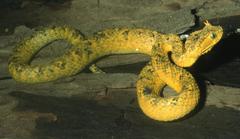 Atheris ceratophora