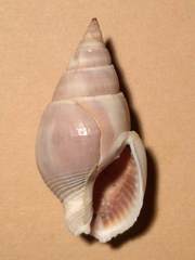Nassarius dorsatus