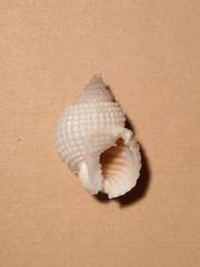 Nassarius desmoulioides