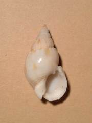 Nassarius glans