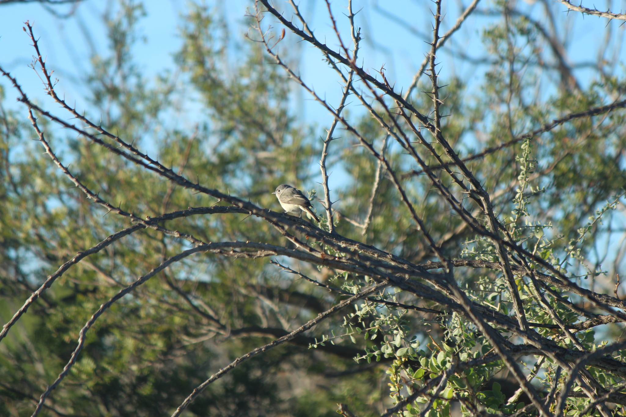 Grey Vireo illustration
