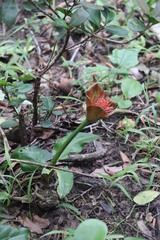 Scadoxus membranaceus