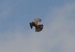 Falco tinnunculus