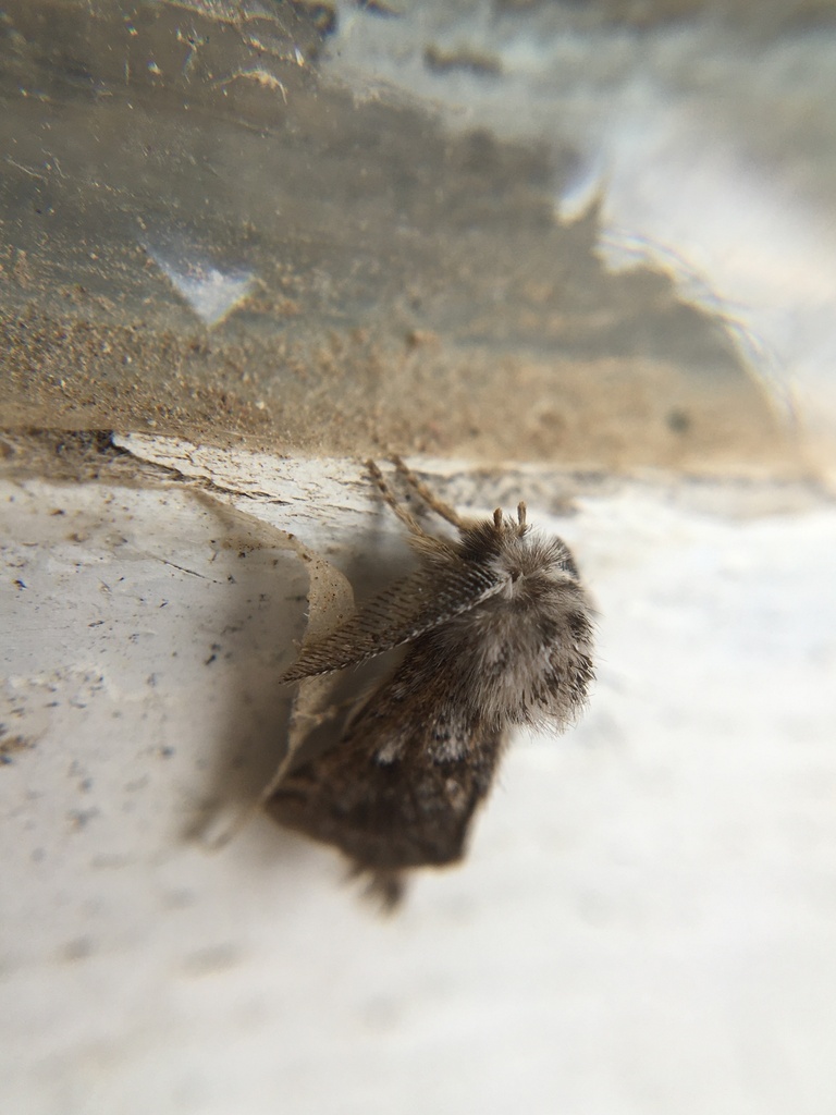 Acousmaticus magnicornis