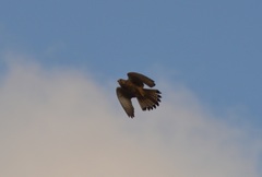 Falco tinnunculus