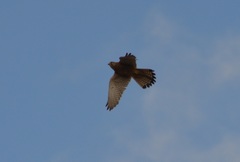 Falco tinnunculus