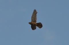 Falco tinnunculus