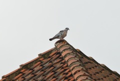 Columba palumbus