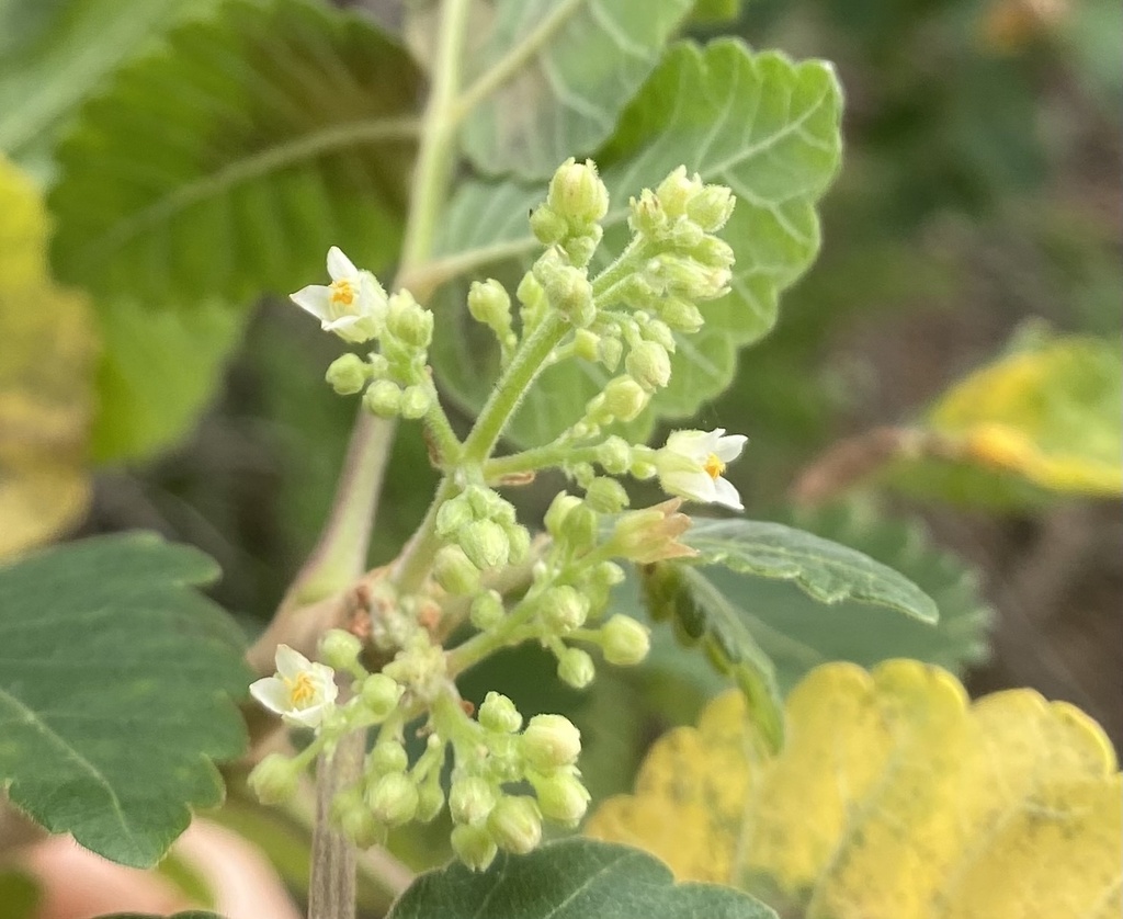 Bursera tomentosa