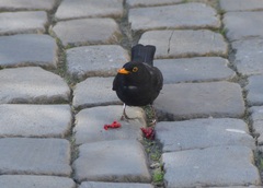 Turdus merula