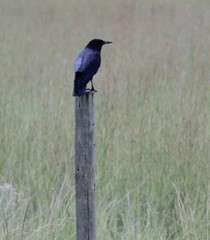Corvus capensis capensis