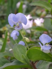 Commelina diffusa