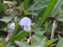 Commelina diffusa