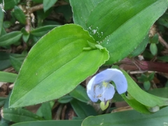 Commelina diffusa