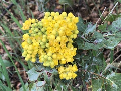 Berberis pinnata