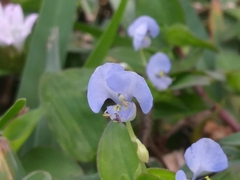 Commelina diffusa