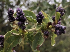 Berberis pinnata