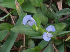 Commelina diffusa