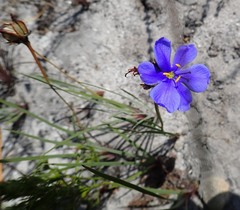 Aristea glauca