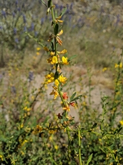 Acmispon glaber