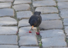 Turdus merula