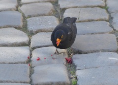 Turdus merula