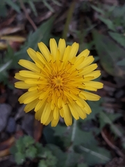 Crepis sancta