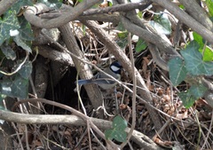 Parus major