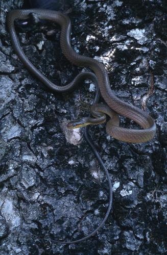 Werner's Green Tree Snake