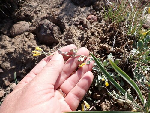 Physaria kingii ssp. cobrensis