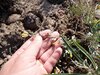Physaria kingii cobrensis - Photo (c) Janel Johnson, algunos derechos reservados (CC BY-NC), subido por Janel Johnson