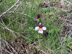 Viola beckwithii
