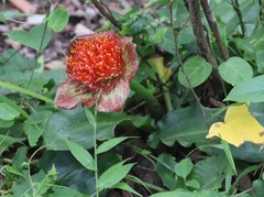 Scadoxus membranaceus