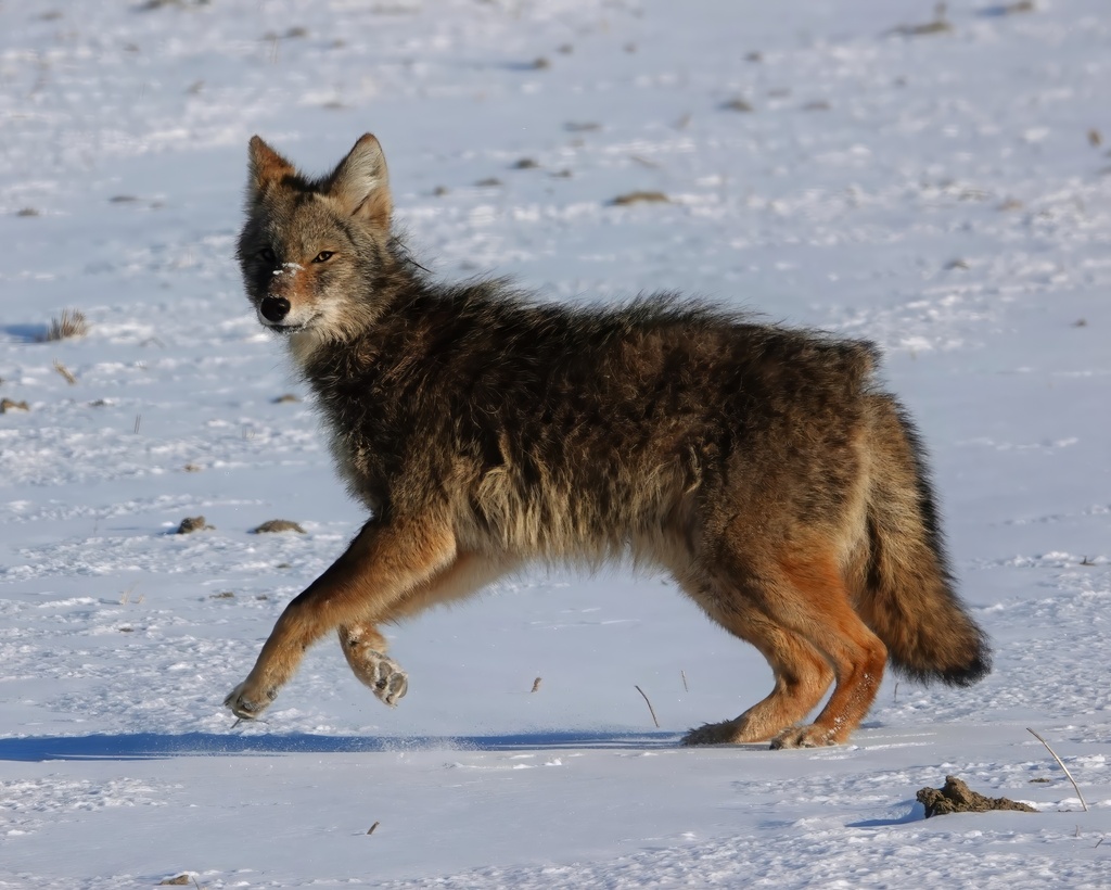 Coyote In January 2024 By Rick Barricklow Lenawee County Mi INaturalist   Large 