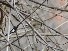 Erithacus rubecula