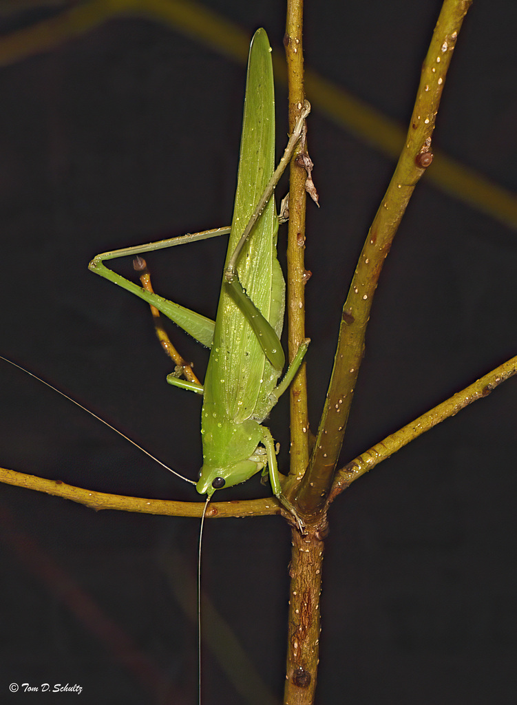 Neoconocephalus punctipes