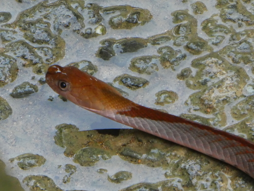 Blue-necked Keelback