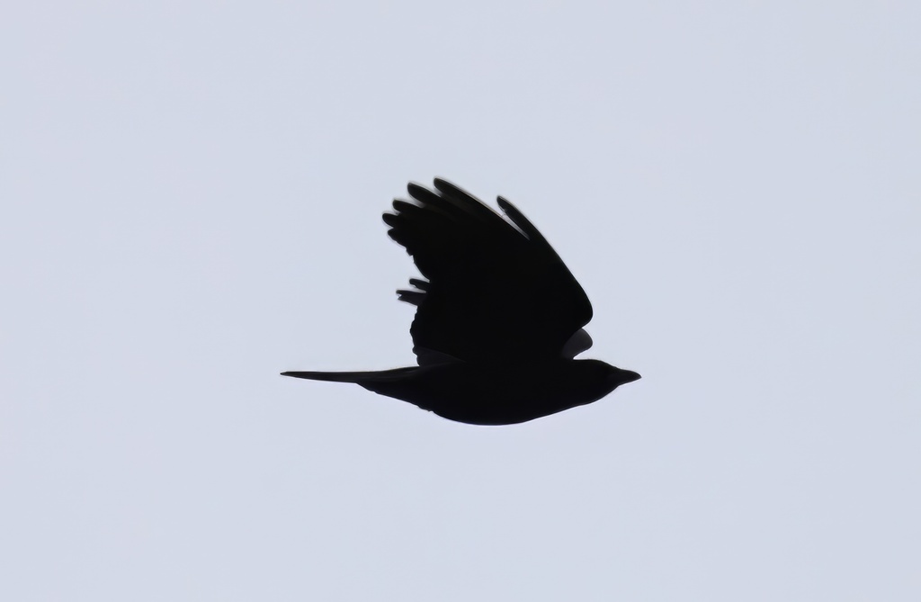 American Crow From Second Woods Park St Catharines ON Canada On   Large 