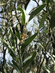 Phillyrea latifolia media