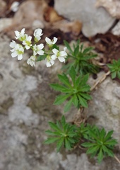 Draba ramosissima