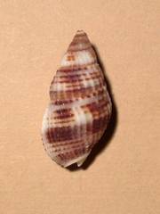 Nassarius margaritifer